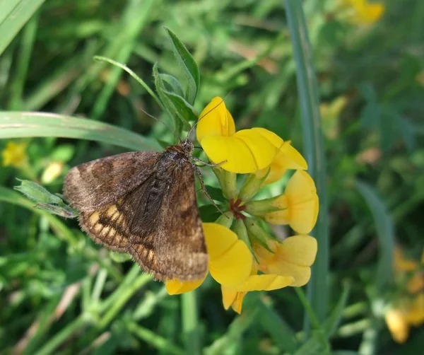 Коричневая бабочка на желтом цветке — стоковое фото