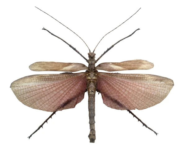Egzotyczne mężczyzna grasshopper — Zdjęcie stockowe