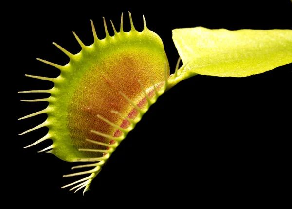 Carnivorous plant detail — Stock Photo, Image