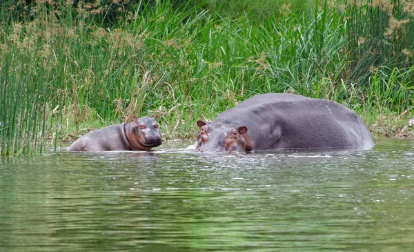 Bezerro hipopótamo e beira-mar de vaca em África — Fotografia de Stock