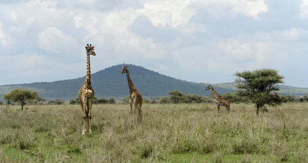 Trzy żyrafy w sawannie — Zdjęcie stockowe
