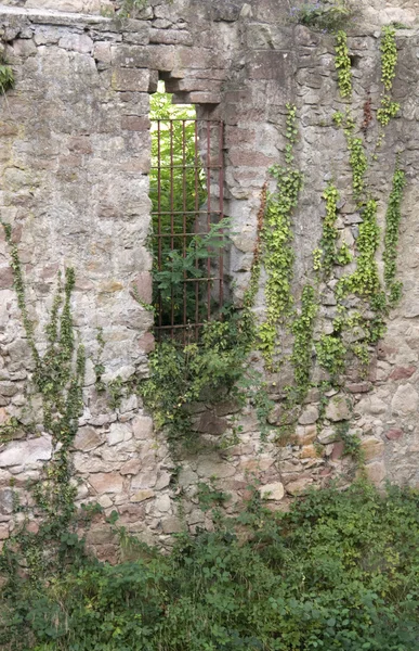 Hochburg emmendingen büyümüş duvar — Stok fotoğraf