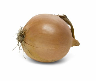 Fresh Onion clipart