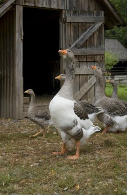Geese and barn clipart