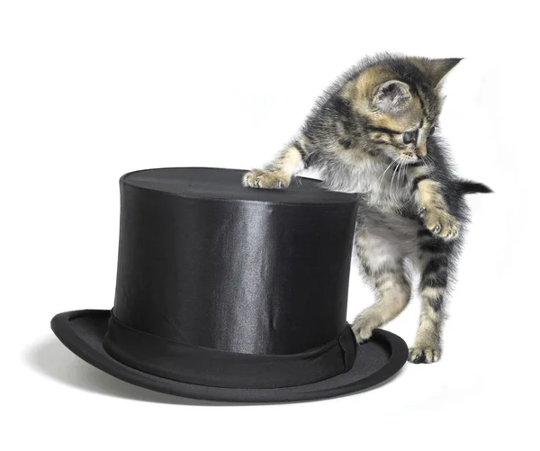 Kitten besides a black top hat — Stock Photo, Image