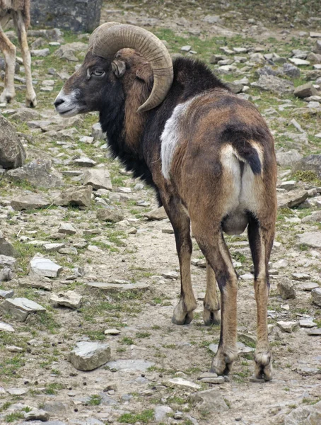 Mouflon en ambiente pedregoso — Foto de Stock