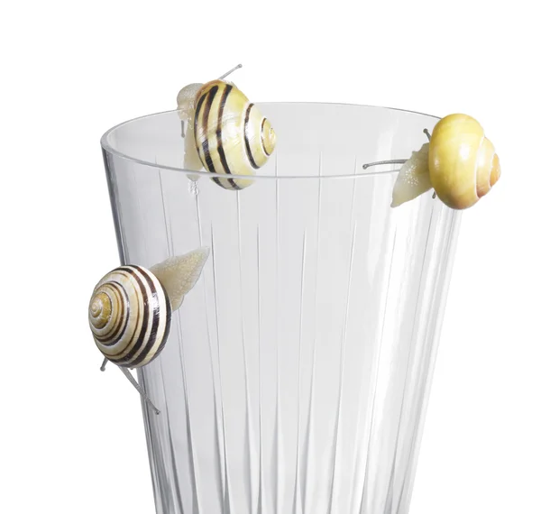 Grove snails on a drinking glass — Stock Photo, Image