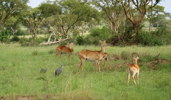 Ouganda Kobs dans la savane — Photo
