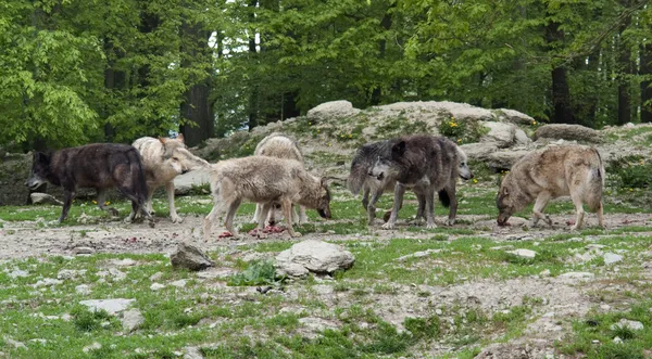 Opakowanie Szare Wilki w pobliżu brzegu lasu — Zdjęcie stockowe