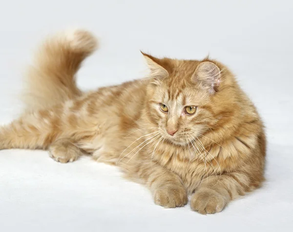 Red Maine Coon kitten — Stock Photo, Image