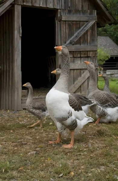 Geese and barn — Stock Photo, Image