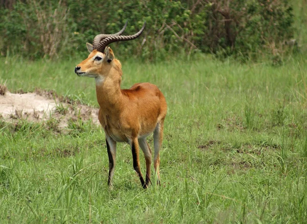 在非洲的乌干达羚 — 图库照片