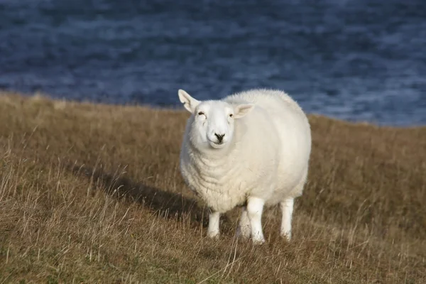 White sheep at the coast — Stock Photo, Image
