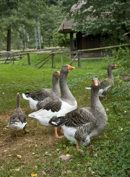Cenário idílico rural mostrando alguns gansos — Fotografia de Stock