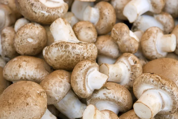 White mushroom background — Stock Photo, Image