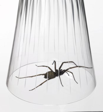 Caught big spider under a drinking glass clipart