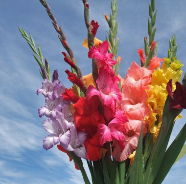 Bunch of gladioli flowers clipart