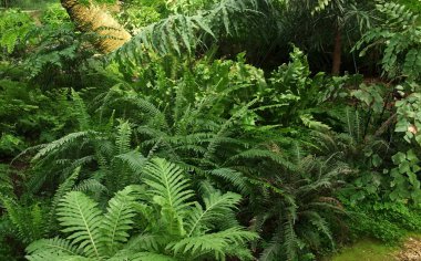 Dense jungle vegetation scenery clipart