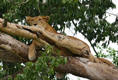 Lion resting in a tree clipart