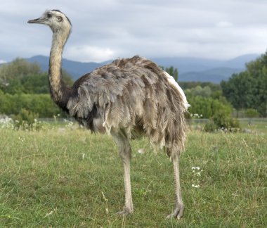 Greater Rhea in cloudy ambiance clipart