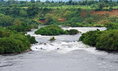 River Nile scenery near Jinja clipart