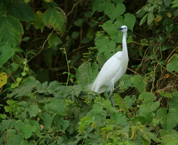 Little Egret in green vegetation — Stock Photo, Image