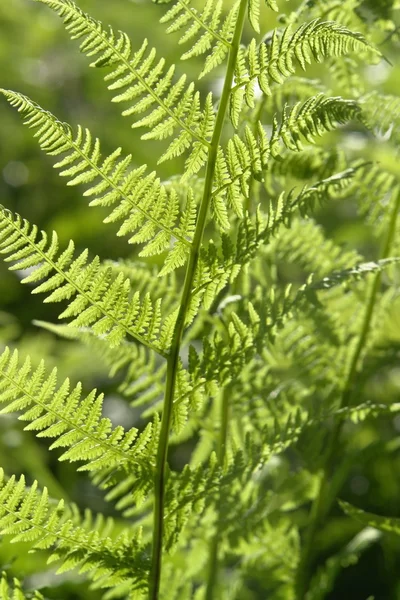 Folha de samambaia verde fresca — Fotografia de Stock