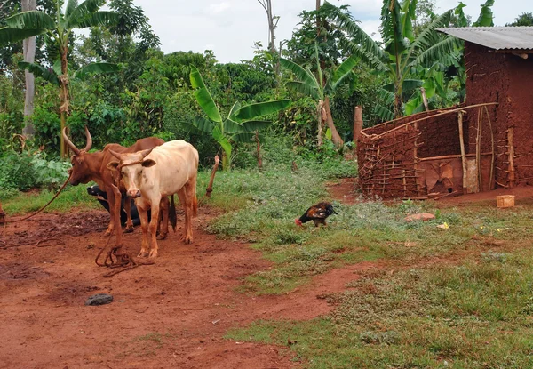 Скот в Уганде — стоковое фото
