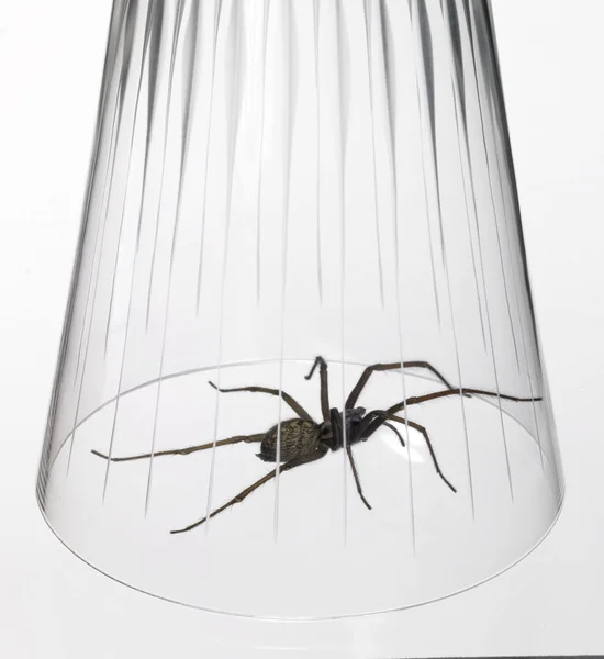 Große Spinne unter einem Trinkglas gefangen — Stockfoto