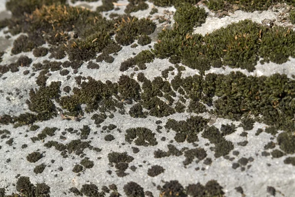 Greenish lichen on stony ground — Stock Photo, Image