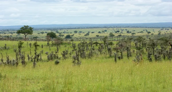 Rund um Murchison fällt Nationalpark — Stockfoto