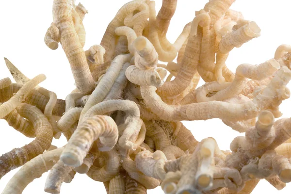 Tubos de gusano serpúpido —  Fotos de Stock