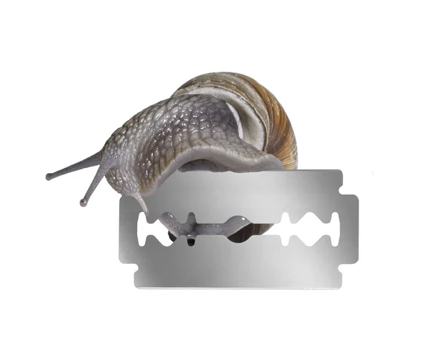 Grapevine snail and razor blade — Stock Photo, Image