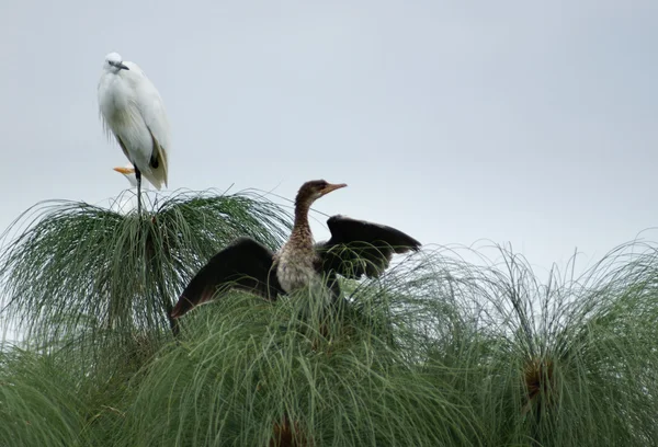 Pequeno Egret e Cormorant — Fotografia de Stock