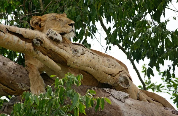 Lev na stromě v Ugandě — Stock fotografie