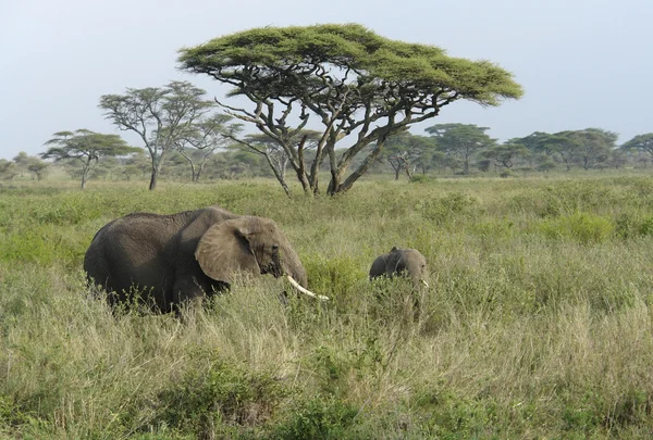 Саванна пейзаж с двумя слонами в высокой траве — стоковое фото