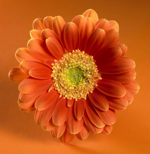 Orange red gerbera flower — Stock Photo, Image
