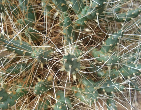 Szczegóły rurowe kaktusów — Zdjęcie stockowe