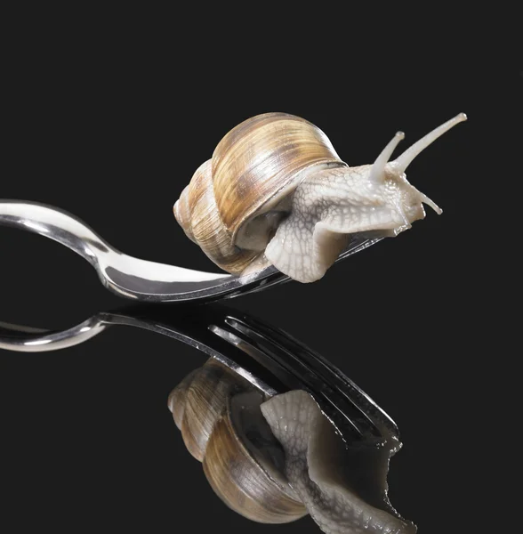 Grapevine snail on fork — Stock Photo, Image