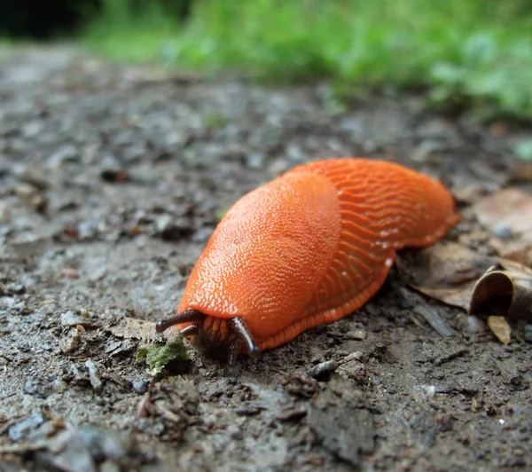 Red slug on the ground — Stock Photo, Image