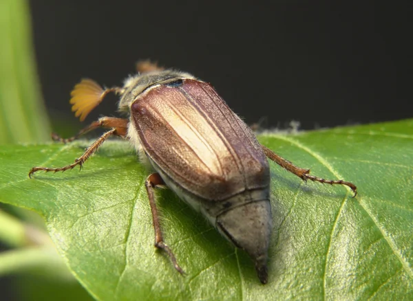 stock image May beetle sitting on a twig