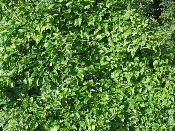 Sunny illuminated green vegetation — Stock Photo, Image