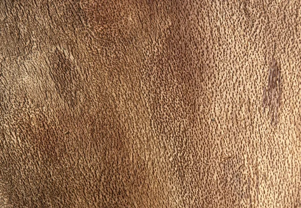 Inside bark detail — Stock Photo, Image