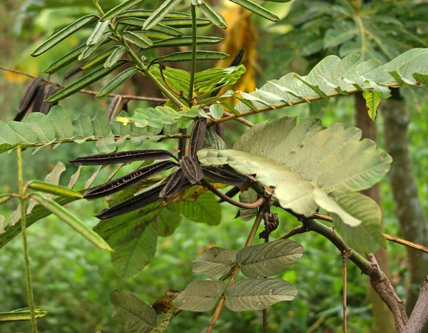 在乌干达的植物详细 — 图库照片
