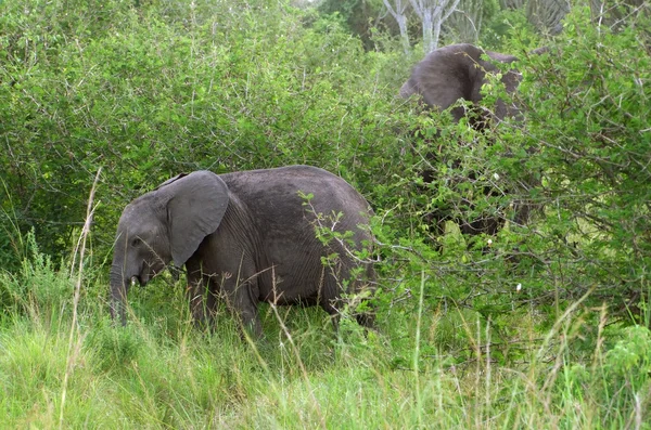 Deux éléphants à nourris — Photo