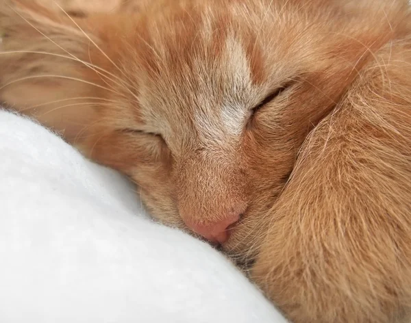 잠자는 고양이 초상화 — 스톡 사진