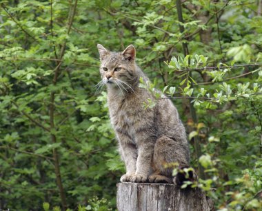 Wildcat in natural ambiance clipart