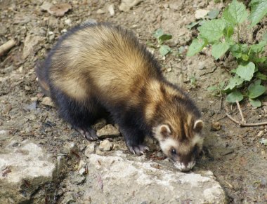 Ferret in stony back clipart