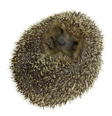 Rolled-up hedgehog in white back clipart