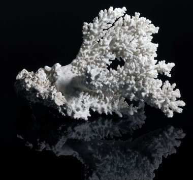 White coral clipart